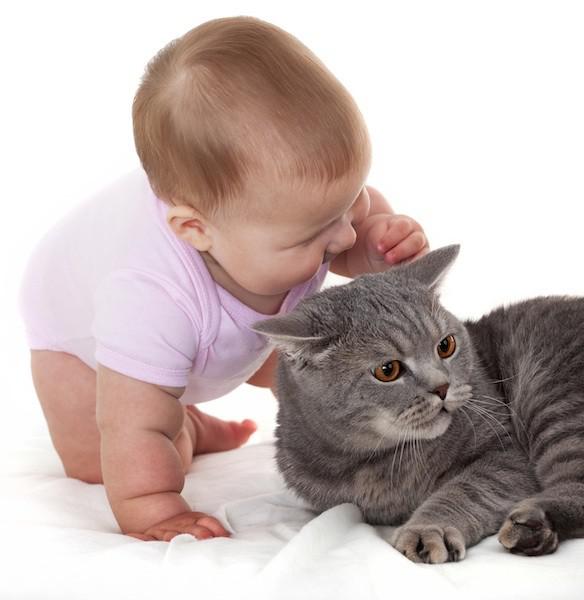 малыш играет с кошкой